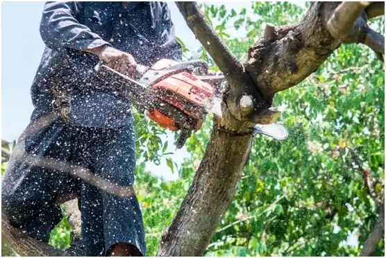 tree services Pinewood Estates